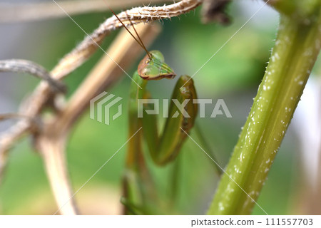 A green praying mantis living on a cucumber shelf 111557703