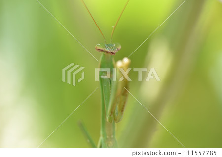 A green praying mantis living on a cucumber shelf A green praying mantis living on a cucumber shelf 111557785