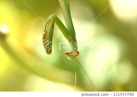 A green praying mantis living on a cucumber shelf A green praying mantis living on a cucumber shelf 111557789