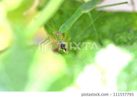 A green praying mantis living on a cucumber shelf A green praying mantis living on a cucumber shelf 111557793