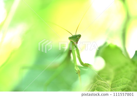 A green praying mantis living on a cucumber shelf A green praying mantis living on a cucumber shelf 111557801