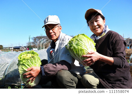老夫婦收穫大白菜 老夫婦收穫大白菜 111558074