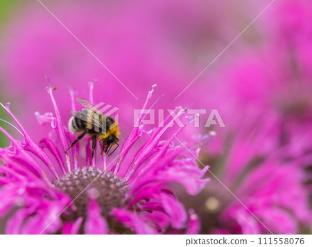 Bumblebee collecting nectar from monarda flower macro photography on a summer day. Bumblebee collecting nectar from monarda flower macro photography on a summer day. 111558076