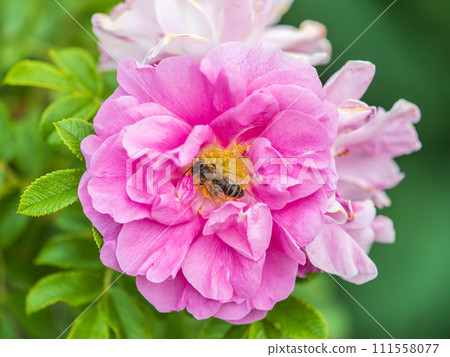 Rosehip flowers with a honey bee, close up. Rosehips pink flowers on green background in sunset light Rosehip flowers with a honey bee, close up. Rosehips pink flowers on green background in sunset light 111558077