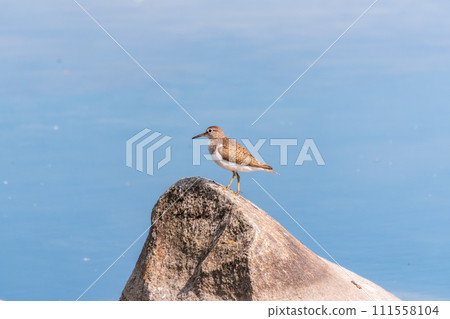 Common sandpiper, Actitis hypoleucos, resting lake shore under raindrops. 111558104