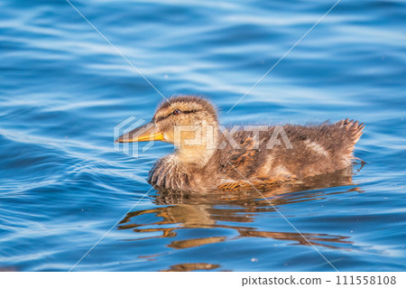 Cute little duckling swimming alone in a lake or river with calm water Cute little duckling swimming alone in a lake or river with calm water 111558108