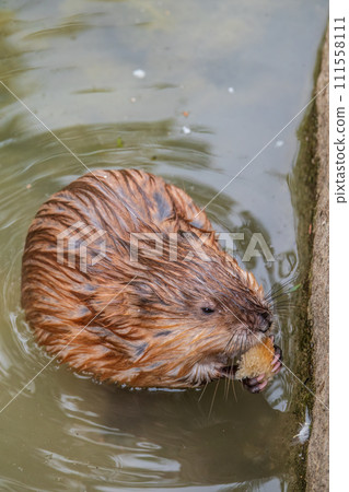 Wild animal Muskrat, Ondatra zibethicuseats, eats on the river bank 111558111