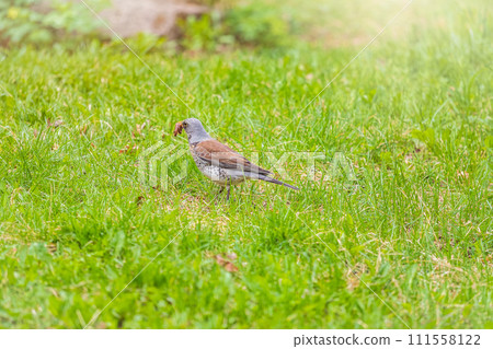 Wood bird Fieldfare, Turdus pilaris, on a sprng lawn. 111558122