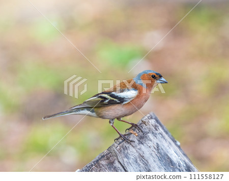 Common chaffinch, Fringilla coelebs, sits on a tree. Common chaffinch in wildlife. 111558127