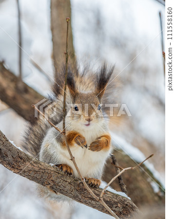 The squirrel sits on a branches without leaves in the winter or autumn 111558160
