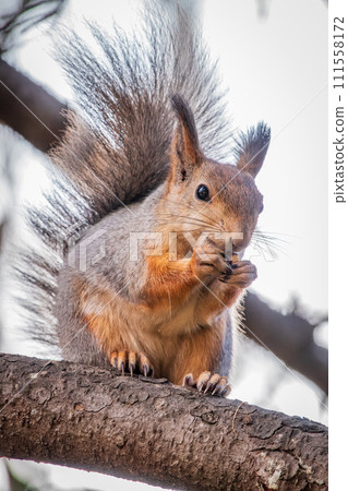 The squirrel with nut sits on tree in the autumn. Eurasian red squirrel, Sciurus vulgaris. 111558172