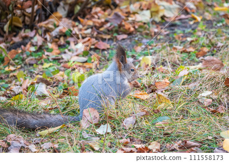 Autumn squirrel with nut sits on green grass with fallen yellow leaves 111558173