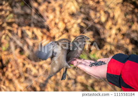 Sparrow eats seeds from a man's hand 111558184