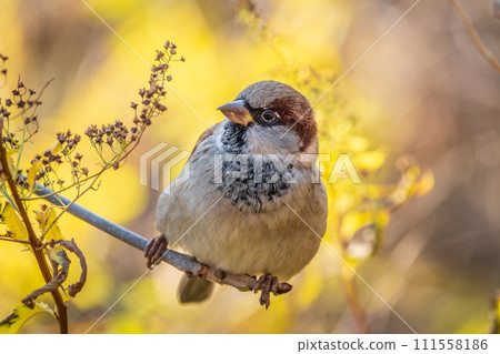 Sparrow sits on a branch without leaves. Sparrow sits on a branch without leaves. 111558186
