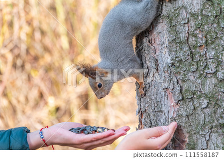 Girl feeds a squirrel with nuts in an autumn park. Girl feeds a squirrel with nuts in an autumn park. 111558187