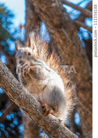 The squirrel with nut sits on tree in the autumn. Eurasian red squirrel, Sciurus vulgaris. The squirrel with nut sits on tree in the autumn. Eurasian red squirrel, Sciurus vulgaris. 111558188