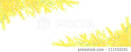 Mimosa flower white background 111558291