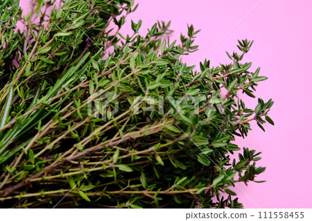 Fresh green thyme on a pink background. Fresh green thyme on a pink background. 111558455
