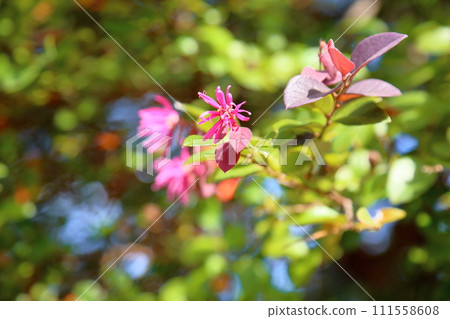 Safflower Tokiwamansaku flowers 111558608
