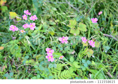 Shuigayuki flower 111558615