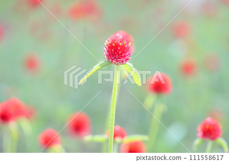 Sennichikou花 111558617