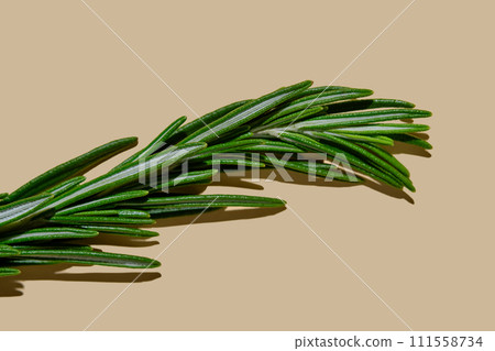 Fresh rosemary on a beige background. Fresh rosemary on a beige background. 111558734