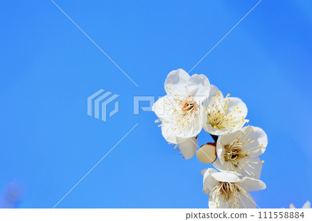 白梅花 111558884