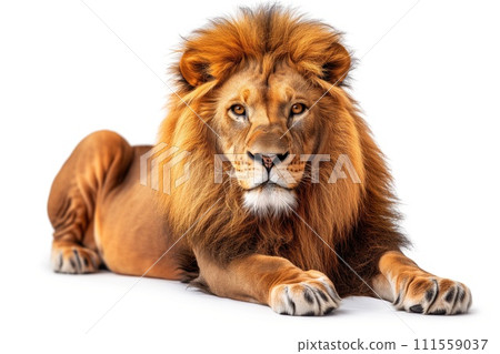 lion on a white background 111559037