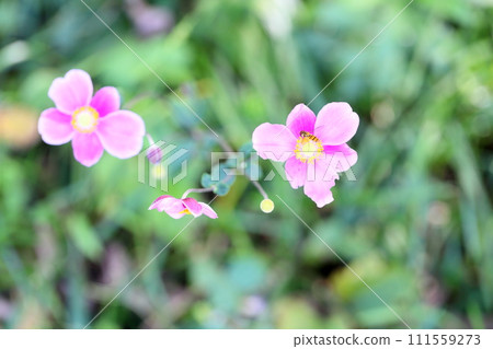 Shuigayuki flower 111559273