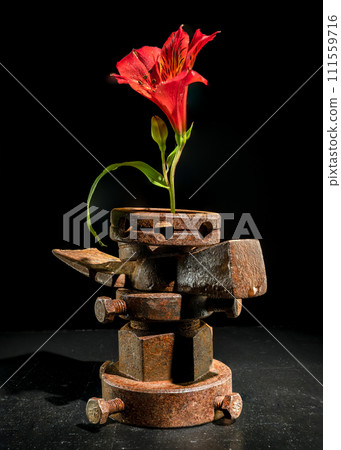 Old rusty metal tool and red flower on a black background Old rusty metal tool and red flower on a black background 111559716