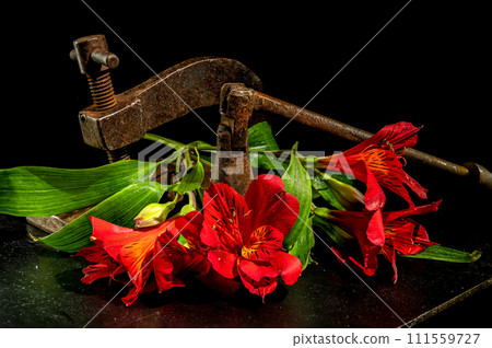 Old rusty metal clamp and flower on a black background. 111559727