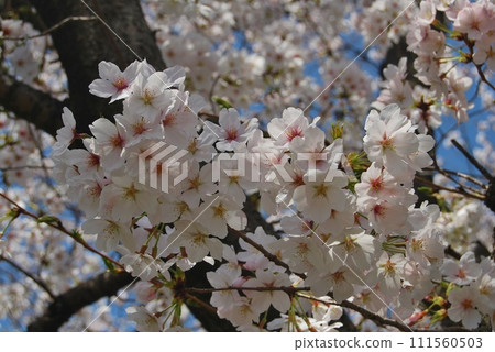 櫻花盛開 櫻花盛開 111560503