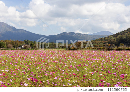 Cosmos field scenery at Lake Yamanaka Hananomiyako Park 111560765