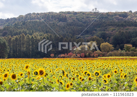 向日葵領域風景 向日葵領域風景 111561023
