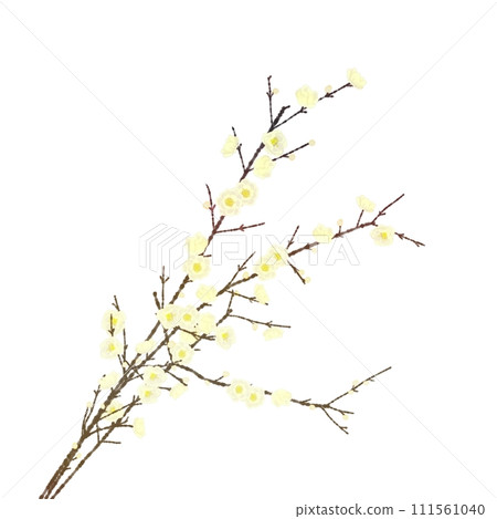 白蠟梅花 111561040