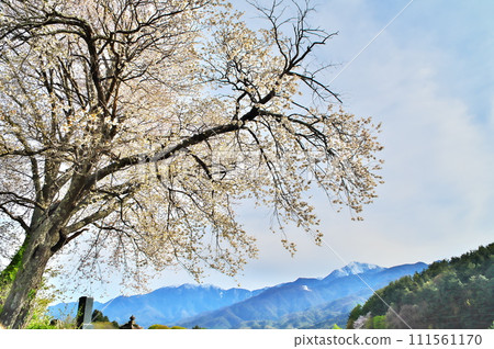 Sakura Yamazakura Sakura Yamazakura 111561170