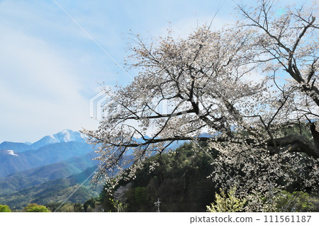山櫻 111561187