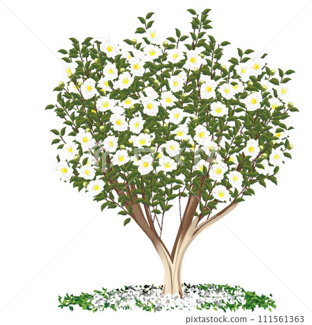 白山花 白山花 111561363