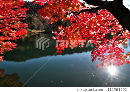 秋葉楓葉池 秋葉楓葉池 111561392