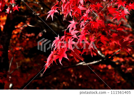 Autumn leaves maple pond Autumn leaves maple pond 111561405