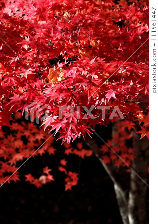 秋葉楓葉池 秋葉楓葉池 111561447