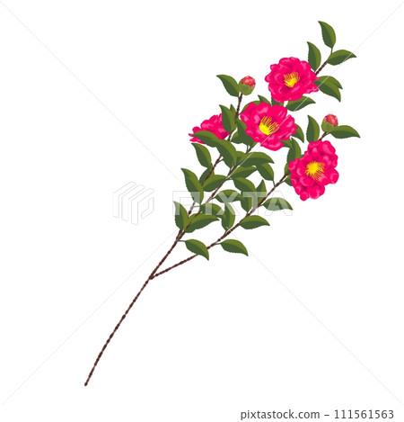 sasanqua branch 1 111561563