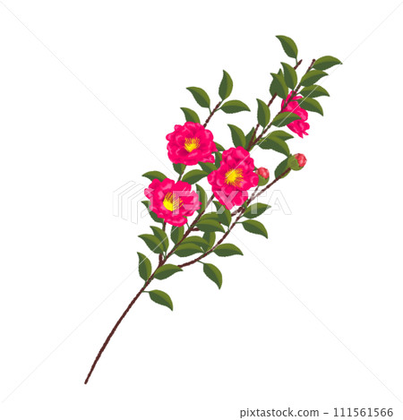 sasanqua branch 2 111561566