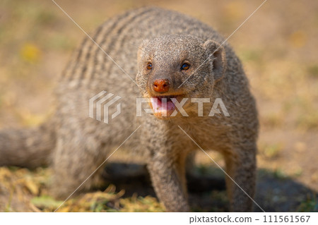 Banded mongoose in the Etosha National Park in Namibia, Africa. 111561567