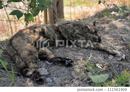 Rusty cat lying in the shade of a tree 111561909
