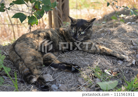 Rusty cat lying in the shade of a tree Rusty cat lying in the shade of a tree 111561911