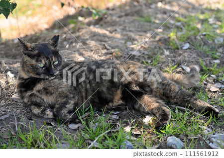 Rusty cat lying in the shade of a tree 111561912