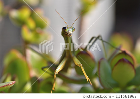 一隻活到一月底的老螳螂，三天前就老死了。 111561962