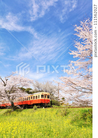 Chiba Prefecture Spring Cherry Blossoms and Kominato Railway 111562027