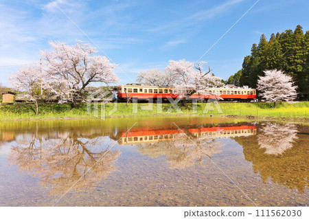 Chiba Prefecture Spring Cherry Blossoms and Kominato Railway Chiba Prefecture Spring Cherry Blossoms and Kominato Railway 111562030